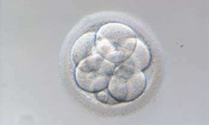 Embrión de 8 células (tipo A en día+3)