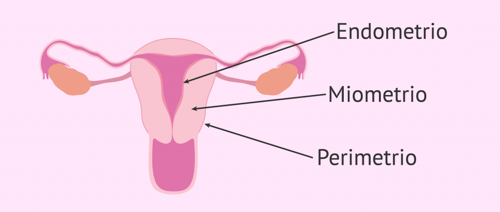 capas-del-utero